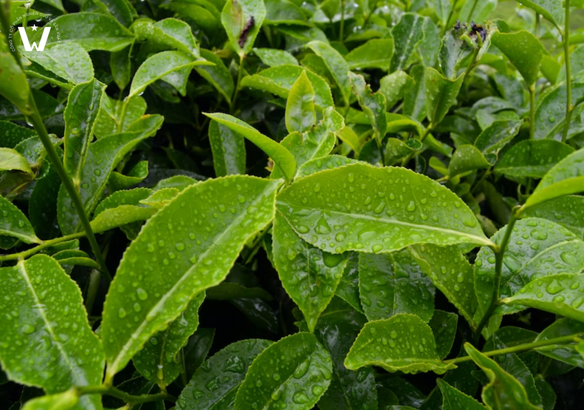 Bột trà xanh được sản xuất từ trà nguyên lá