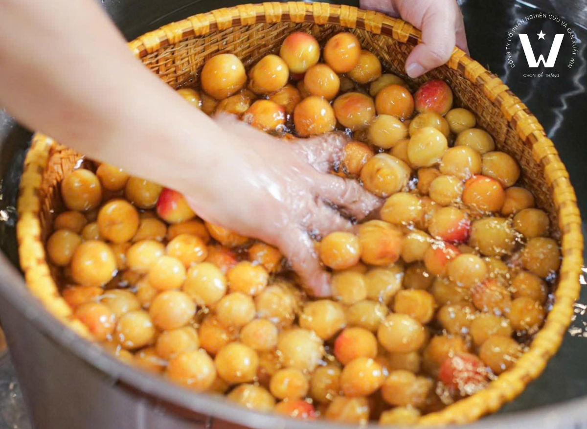 Sơ chế và xử lý nguyên liệu đầu vào