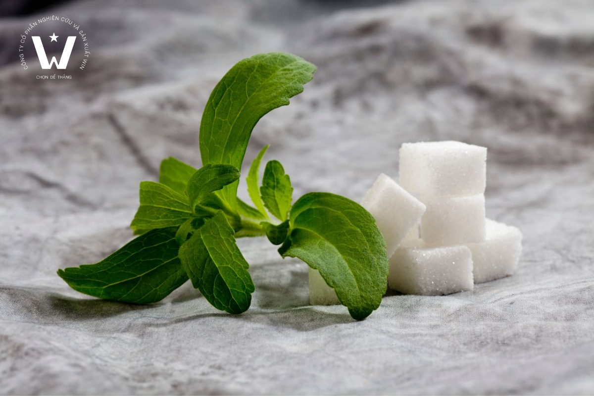 Stevia là chất tạo ngọt thay thế giàu tiềm năng